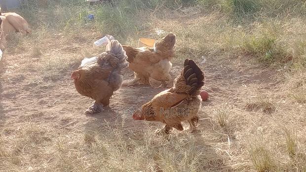 Brahma Chicken Eggs - thumbnail 3