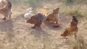 Brahma Chicken Eggs