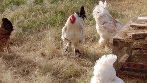 Brahma Chicken Eggs - thumbnail 2