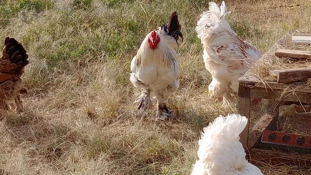 Brahma Chicken Eggs - main view