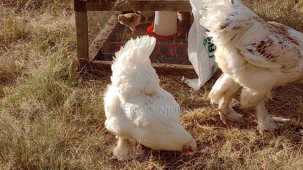 Brahma Chicken Eggs - thumbnail 6