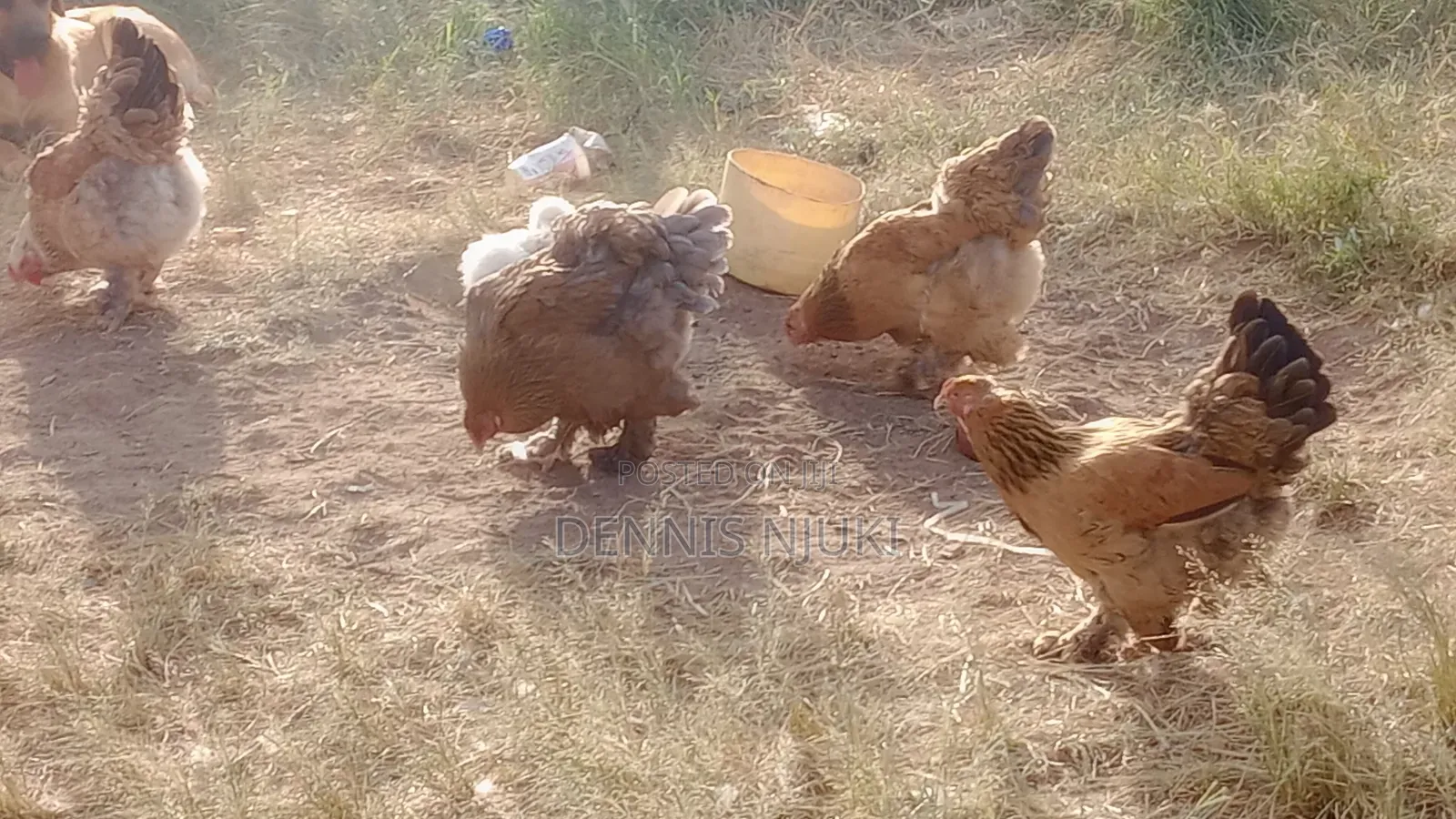 Brahma Chicken Eggs