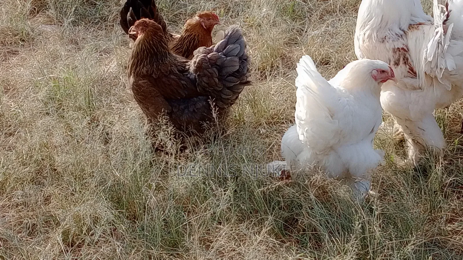 Brahma Chicken Eggs