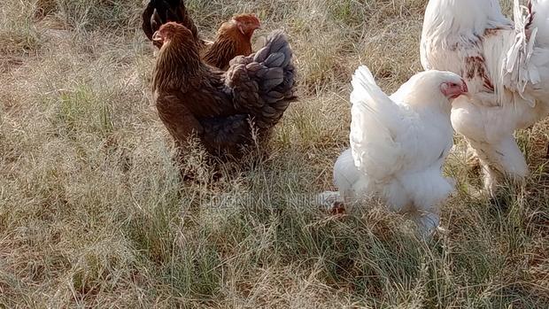 Brahma Chicken Eggs - thumbnail 10