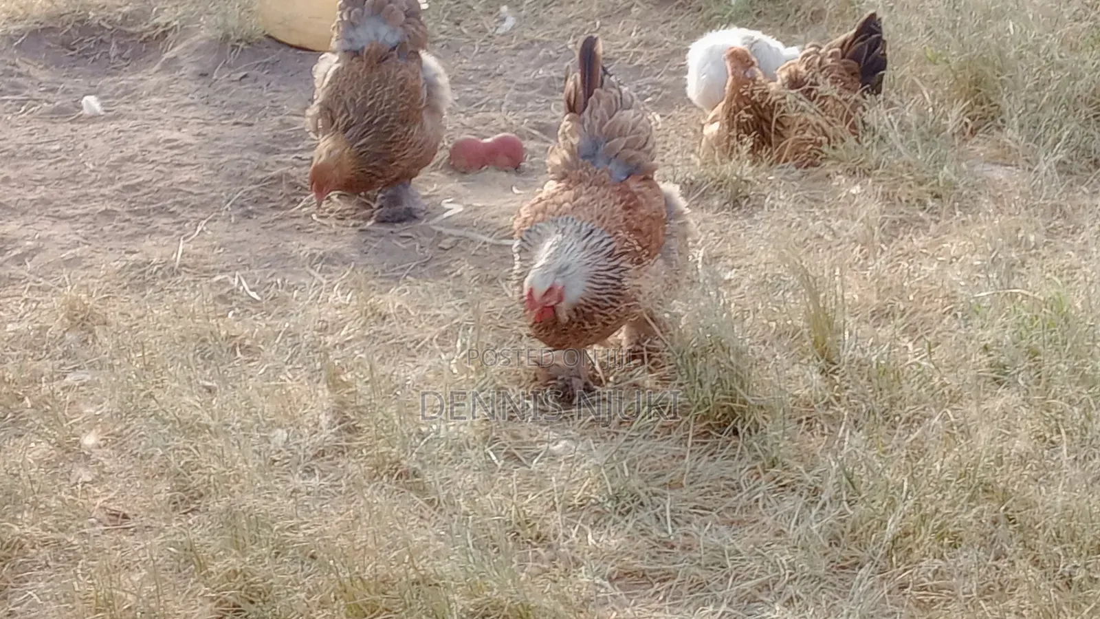 Brahma Chicken Eggs