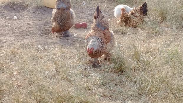 Brahma Chicken Eggs - thumbnail 5