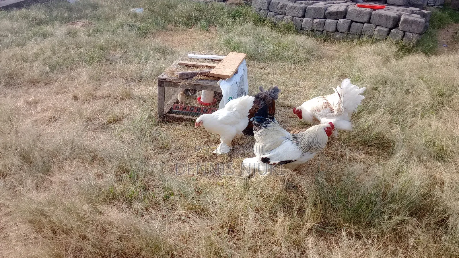 Brahma Chicken Eggs
