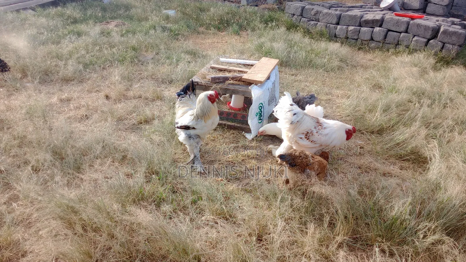 Brahma Chicken Eggs