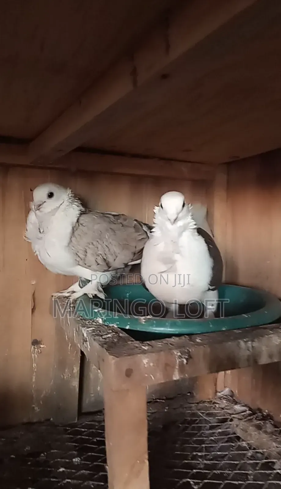 Short Beaks