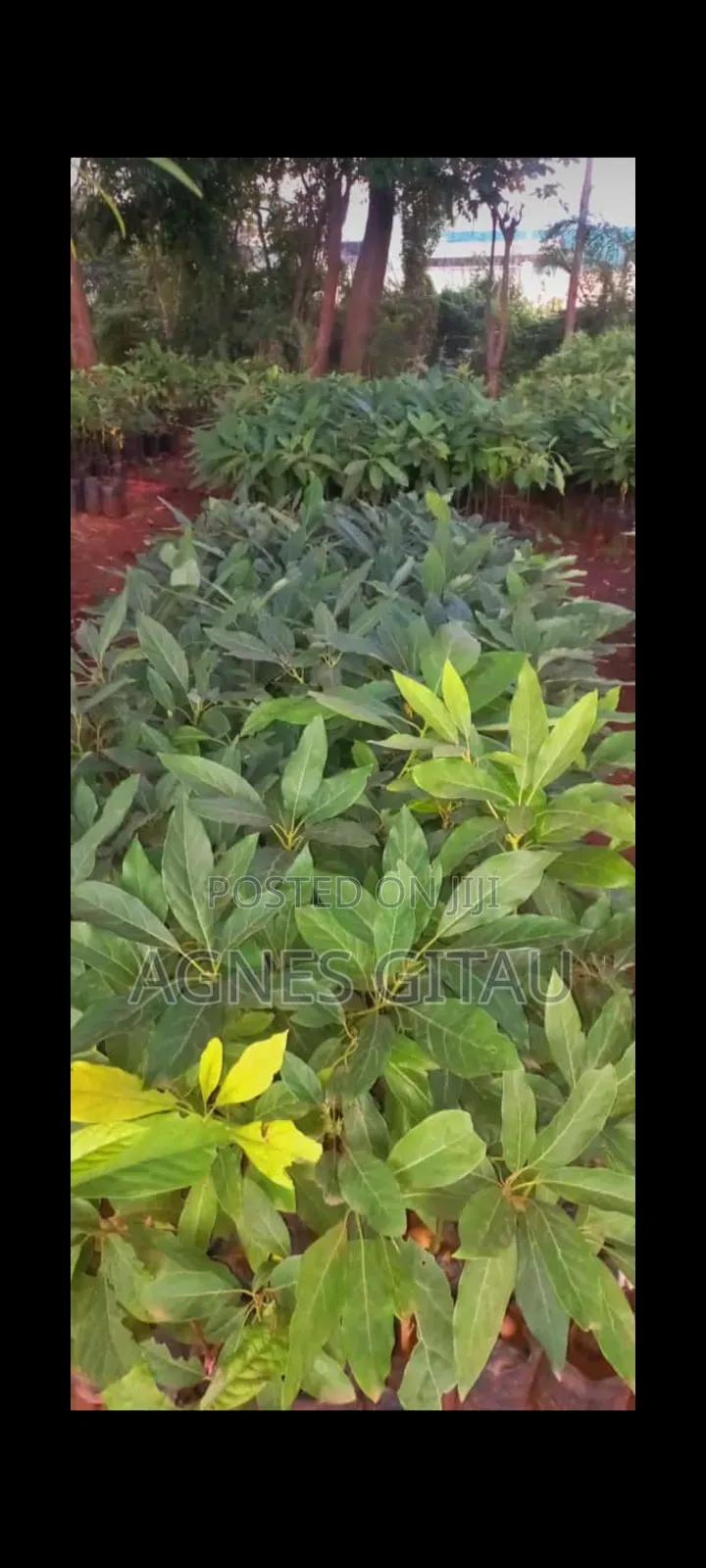 Hass Avocado Seedlings.