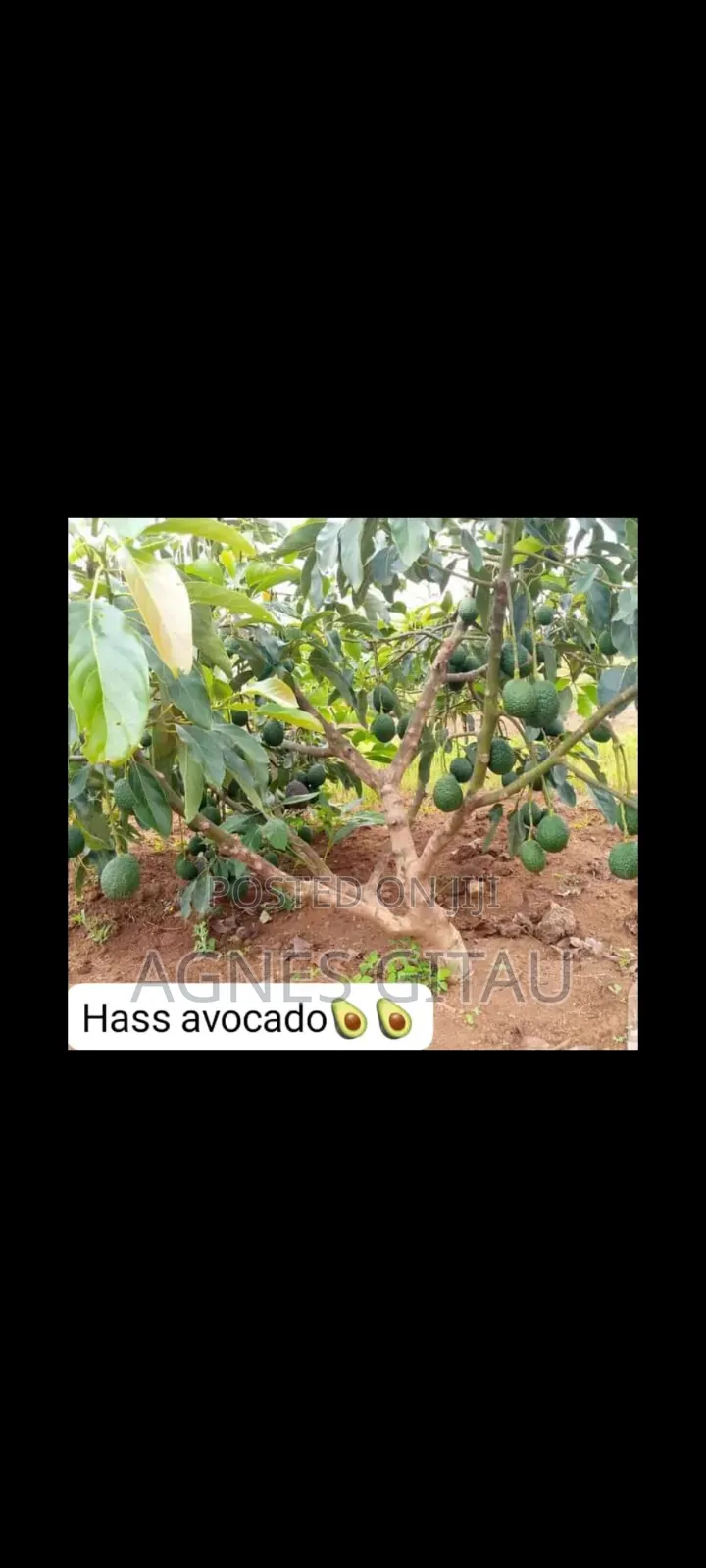 Hass Avocado Seedlings.