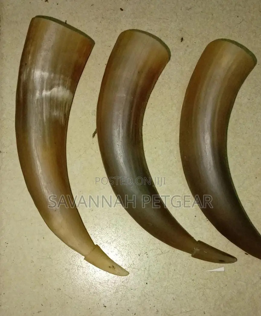 Authentic Ceremonial Horn Wine Glass - Medium Size
