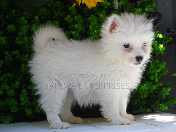 1-3 months Female Purebred Havanese - main view