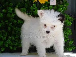 1-3 months Female Purebred Havanese
