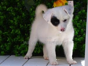 1-3 months Male Purebred Havanese - thumbnail 2