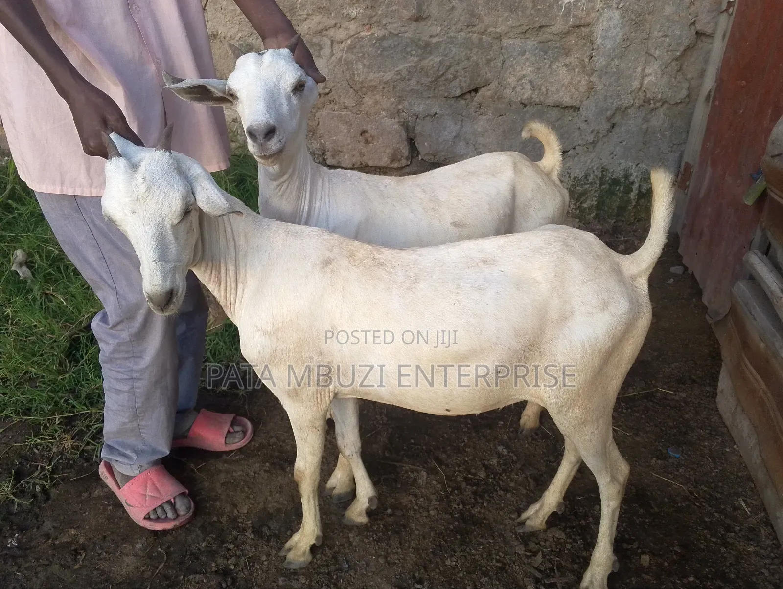 Galla Goats