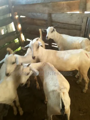 Galla Goats