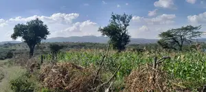 Quarter of an Acre at 3.5m