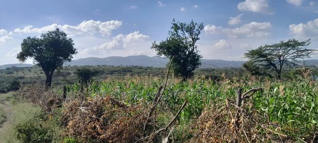 Quarter of an Acre at 3.5m - main view