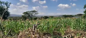 Quarter of an Acre at 3.5m
