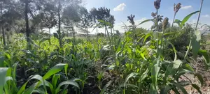 Quarter of an Acre at 3.5m