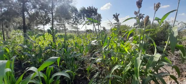 Quarter of an Acre at 3.5m - thumbnail 4