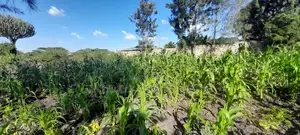 Quarter of an Acre at 3.5m