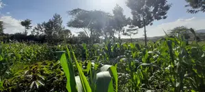 Quarter of an Acre at 3.5m