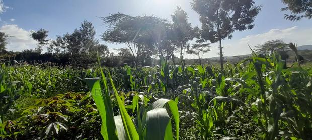 Quarter of an Acre at 3.5m - thumbnail 6