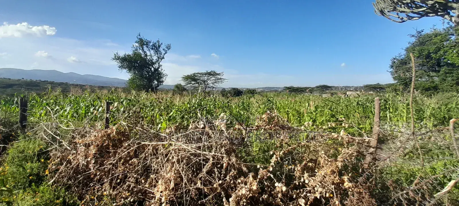 Quarter of an Acre at 3.5m