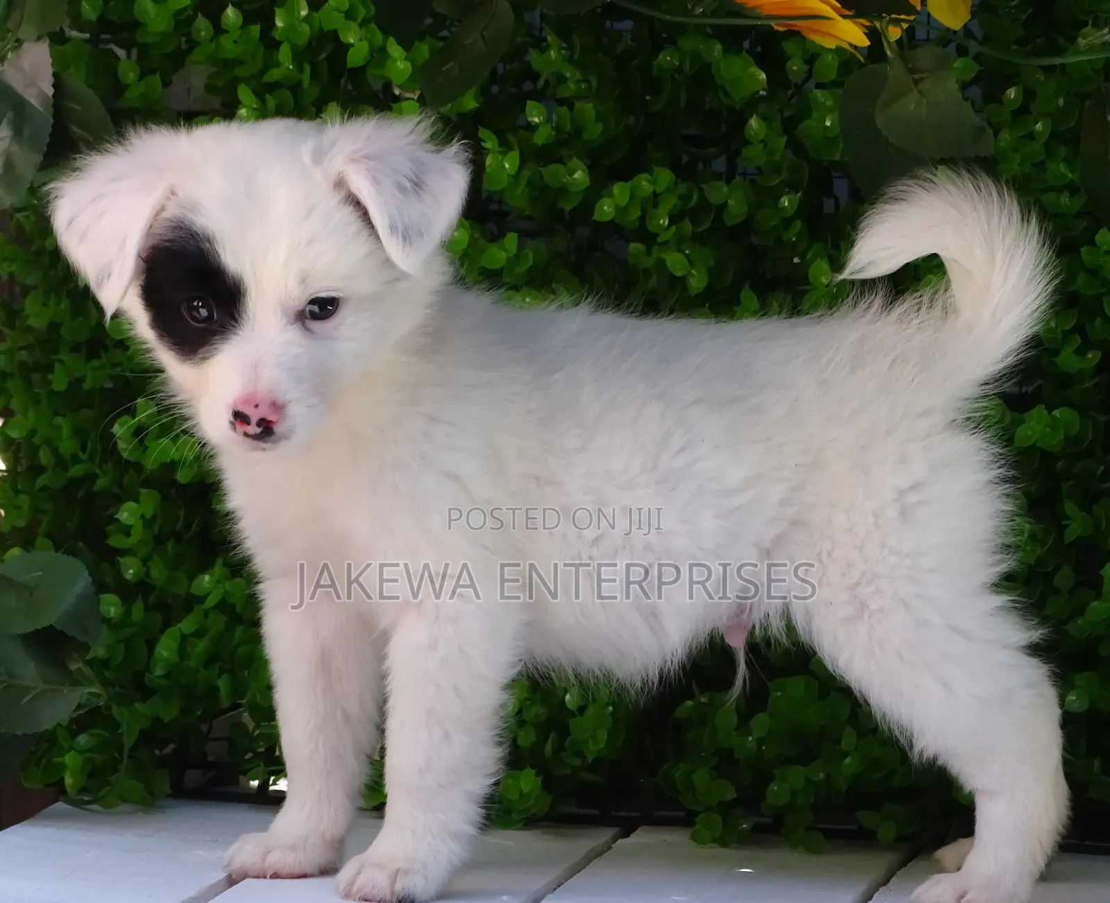 1-3 months Male Purebred Havanese