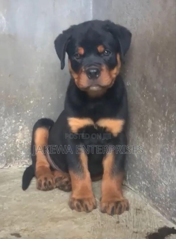 1-3 months Male Purebred Rottweiler - main view