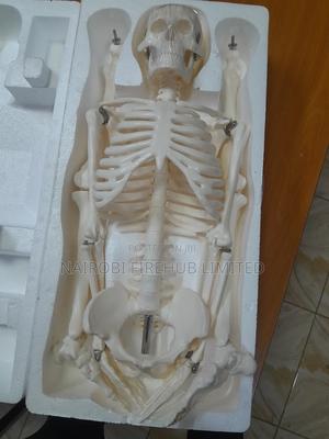 Human Skelton Model for School Lab - thumbnail 2