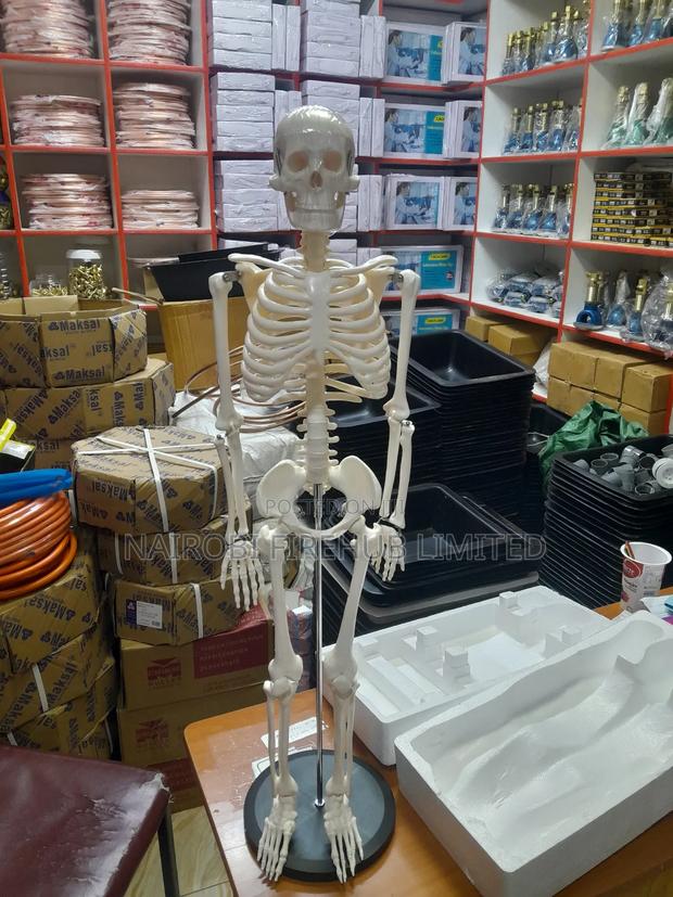 Human Skelton Model for School Lab - thumbnail 3