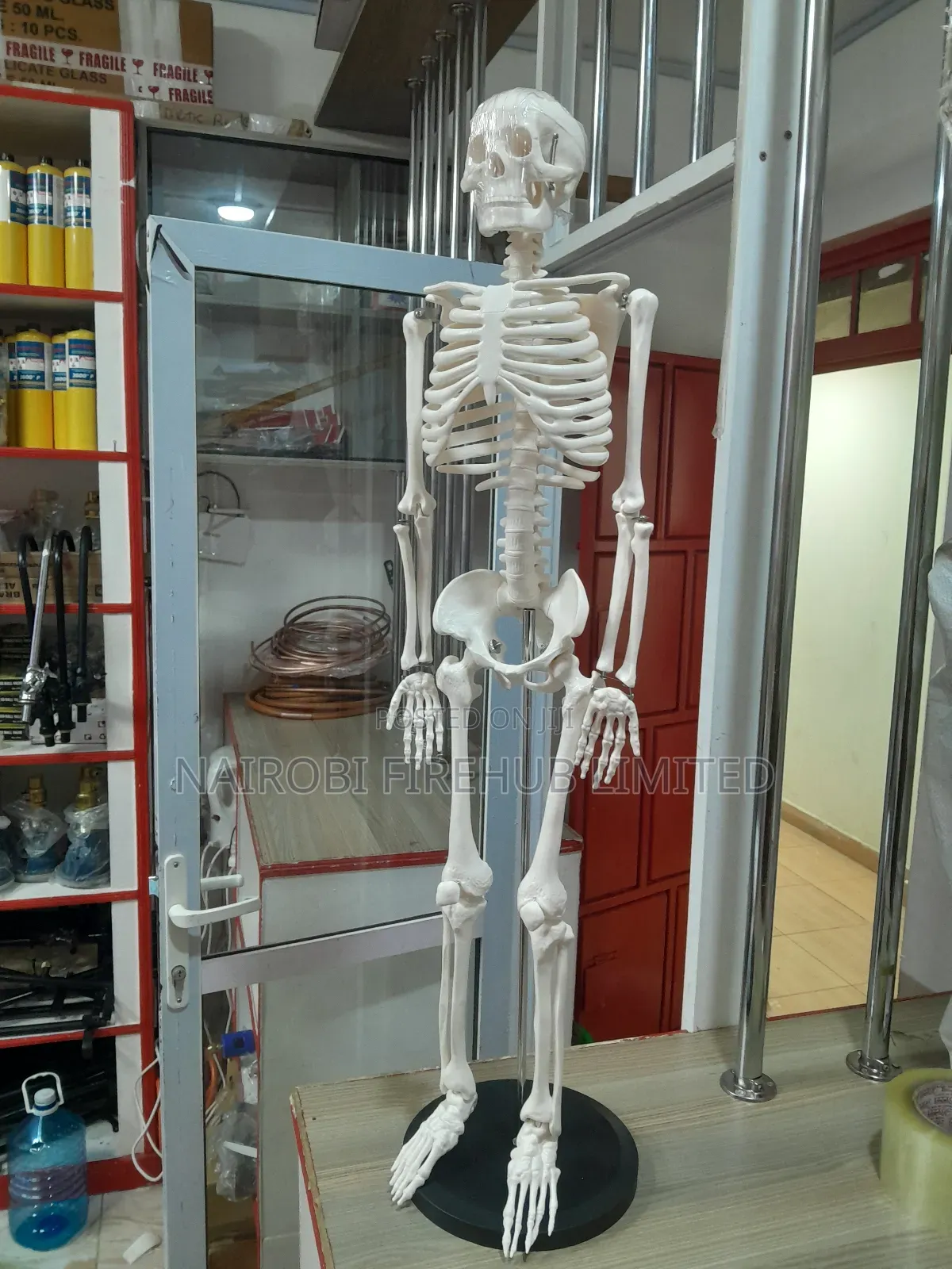 Human Skelton Model for School Lab