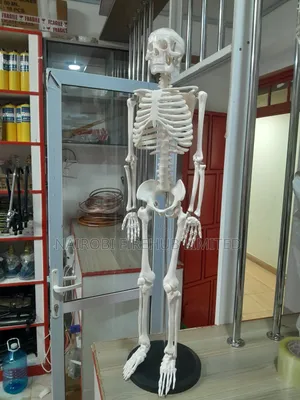 Human Skelton Model for School Lab