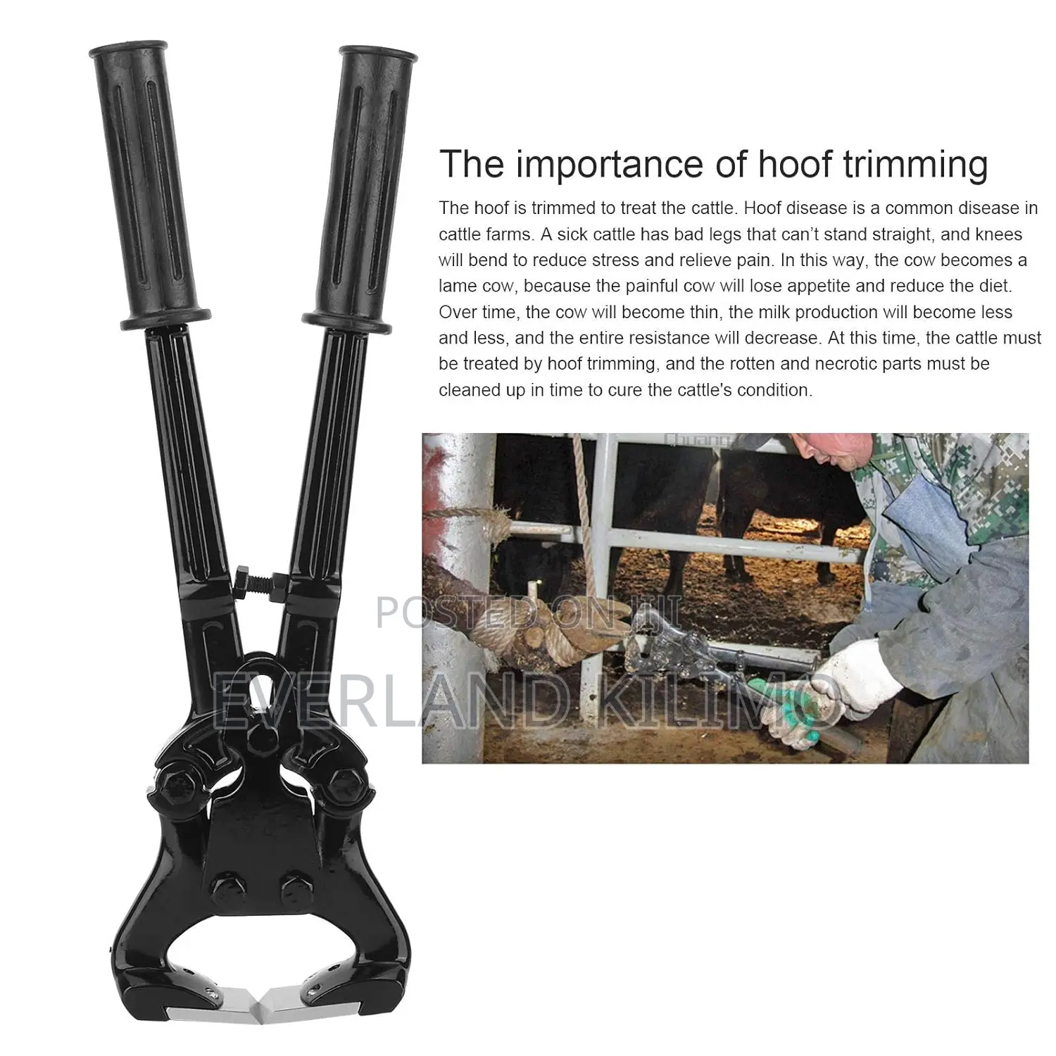 Stainless Steel Cow Hoof Trimmer