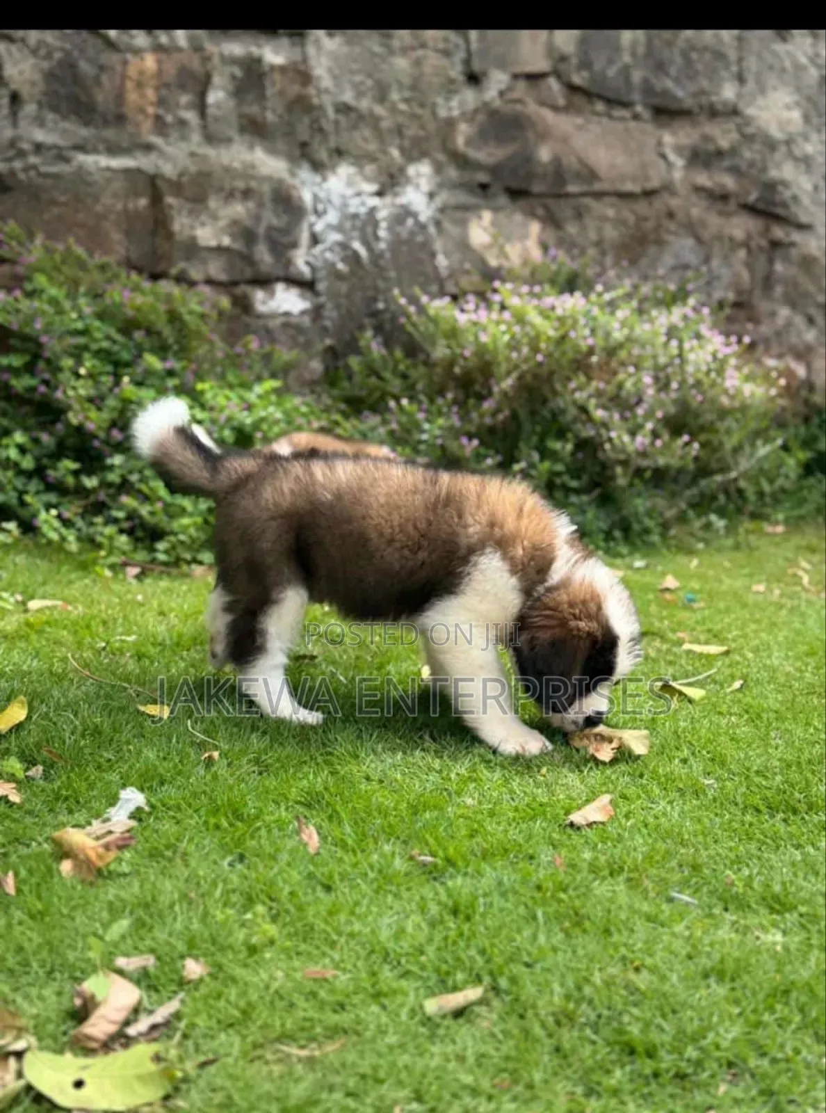 1-3 months Male Purebred Saint Bernard