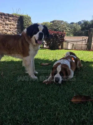 1-3 months Female Purebred Saint Bernard