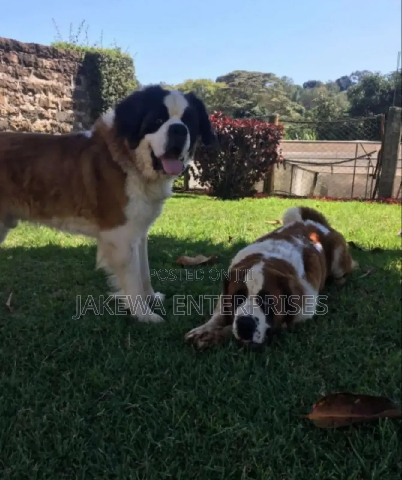 1-3 months Male Purebred Saint Bernard