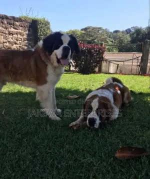 1-3 months Male Purebred Saint Bernard