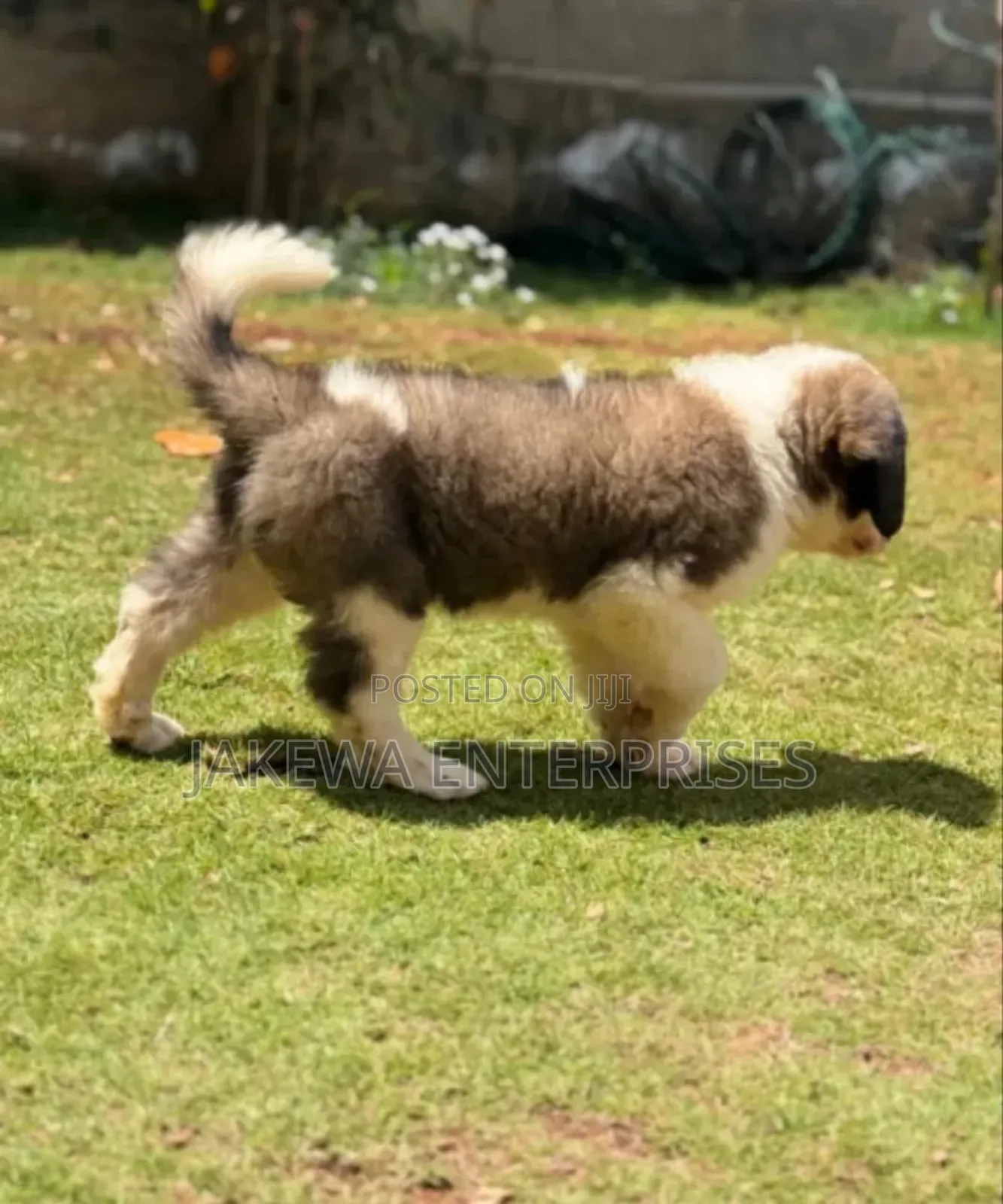 1-3 months Female Purebred Saint Bernard