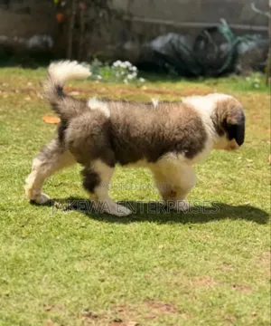 1-3 months Female Purebred Saint Bernard