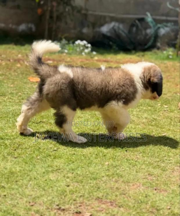 1-3 months Female Purebred Saint Bernard