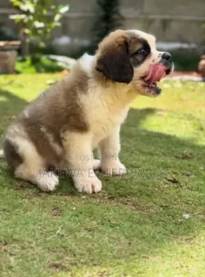 1-3 months Male Purebred Saint Bernard