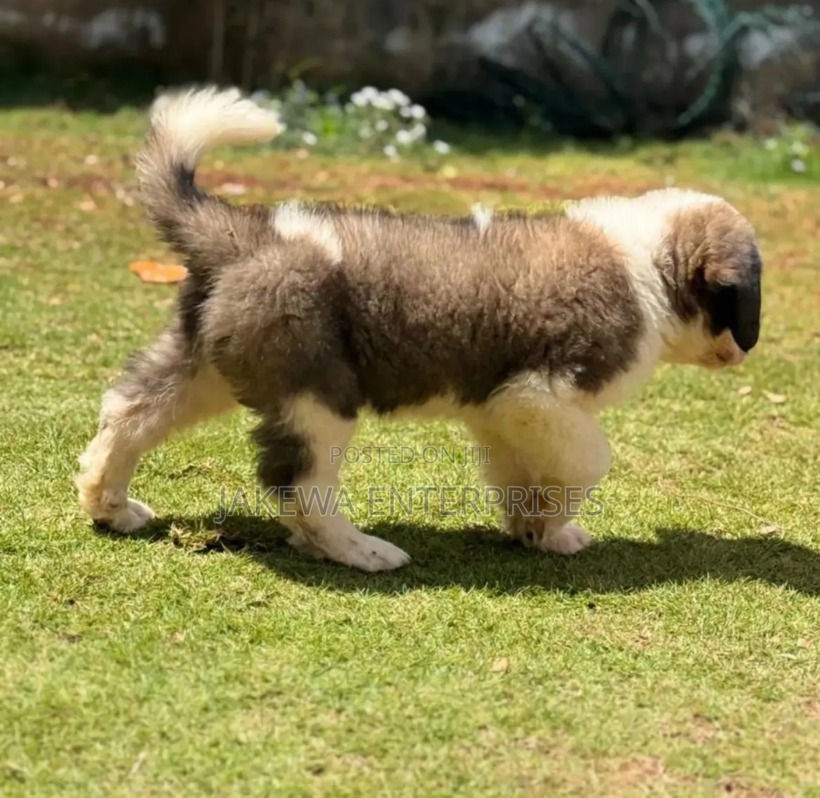 1-3 months Male Purebred Saint Bernard