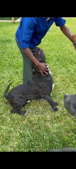 3-6 months Male Purebred Cane Corso - thumbnail 2