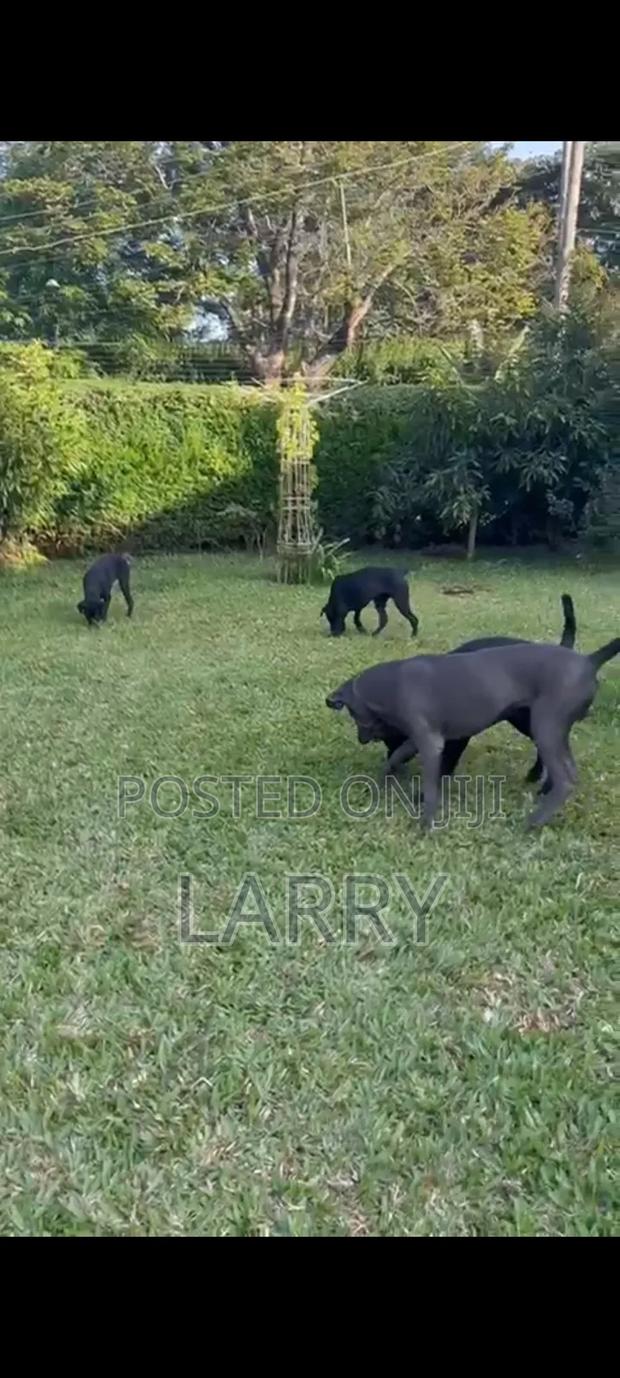 3-6 months Male Purebred Cane Corso - main view