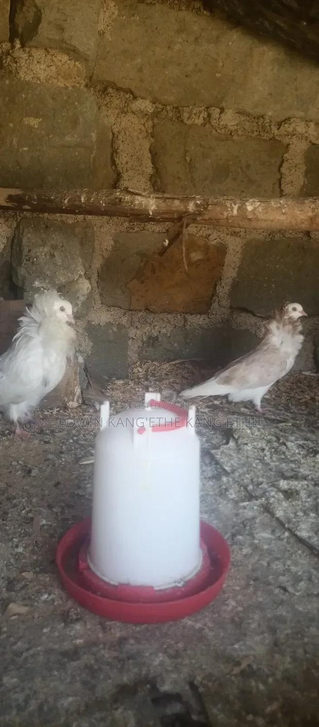 Capuchin Pigeons - thumbnail 2