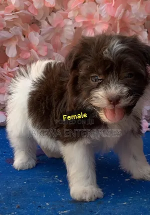 1-3 months Female Purebred Havanese